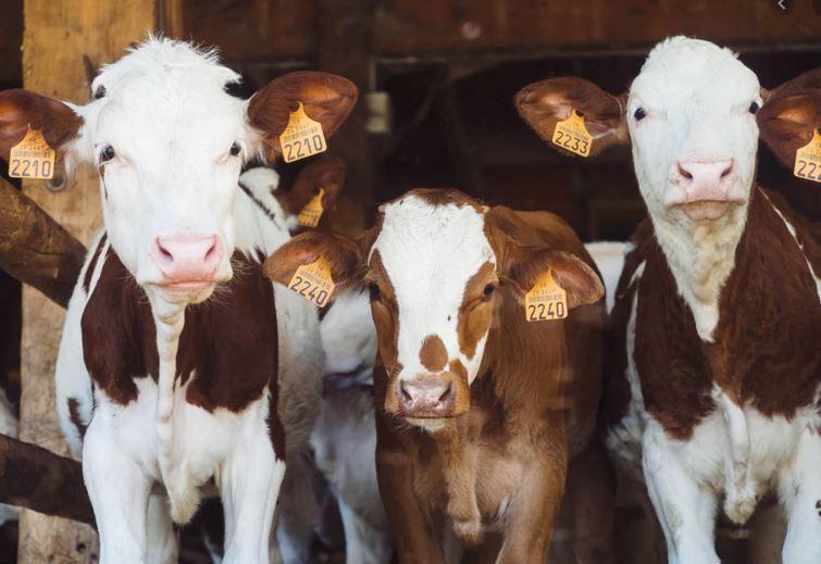 Інвентаризація великої рогатої худоби в Нижньосірогозькому районі