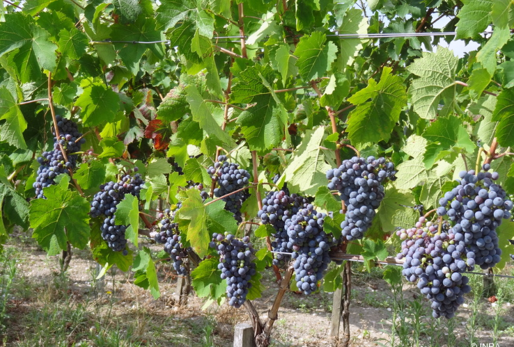 Час винограду