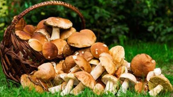 Обережно, гриби!