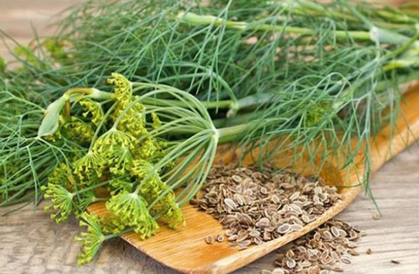 Нішеві культури: кріп пахучий