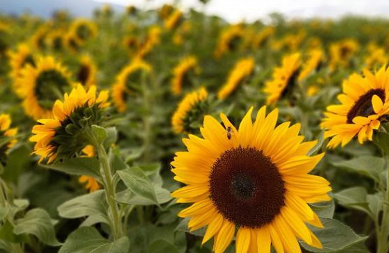 Відбір зразків насіння соняшнику у Великоолександрівському районі