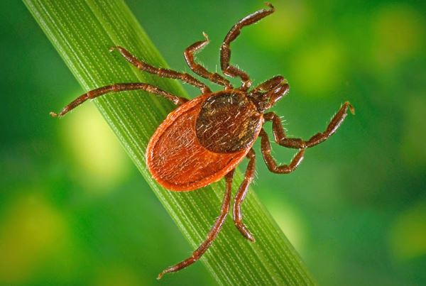 Небезпечний піроплазмоз