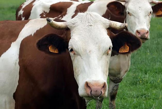 Годівля тільних сухостійних корів та нетелей