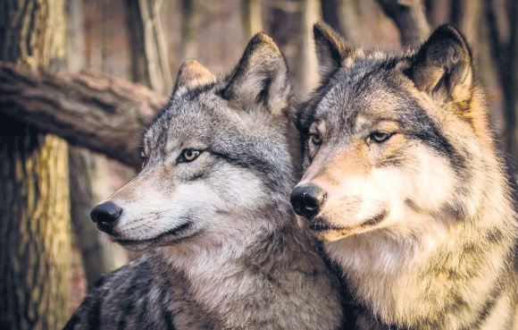 Щодо стану тварин, які утримуються у зоокутку “Гідропарку”