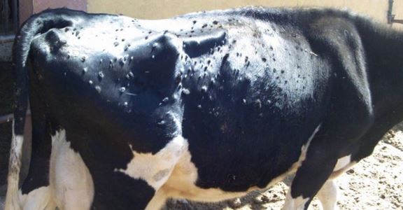 Заразний вузликовий дерматит великої рогатої худоби