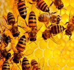 Нарада з представниками Асоціації бджолярів Херсонщини