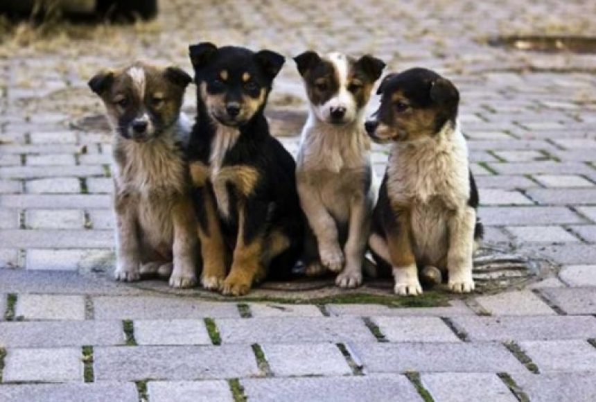 Засідання ДНПК при Горностаївській райдержадміністрації