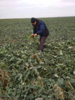 Фітосанітарний моніторинг в Скадовському районі