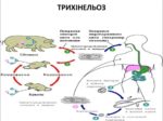 НАГАДУЄМО ПРО ТРИХІНЕЛЬОЗ ТА ЙОГО ПРОФІЛАКТИКУ