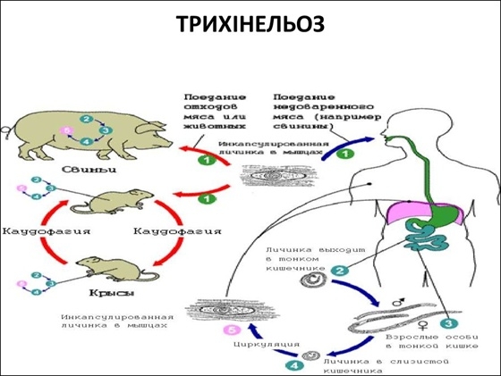 НАГАДУЄМО ПРО ТРИХІНЕЛЬОЗ ТА ЙОГО ПРОФІЛАКТИКУ