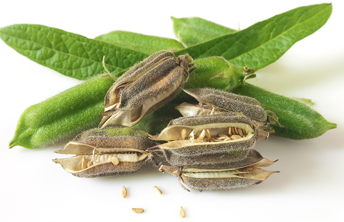 Нішеві культури: кунжут