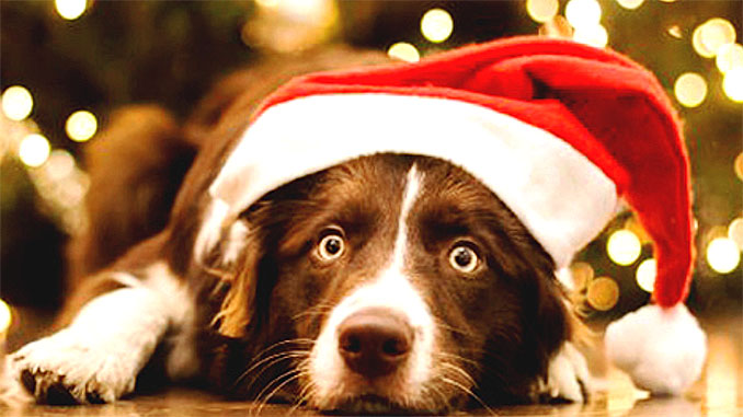 Новий рік і собаки: як убезпечити чотирилапого друга