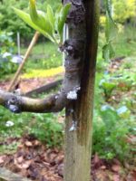 Кров’яна попелиця – небезпечний шкідник молодих насаджень яблуні.