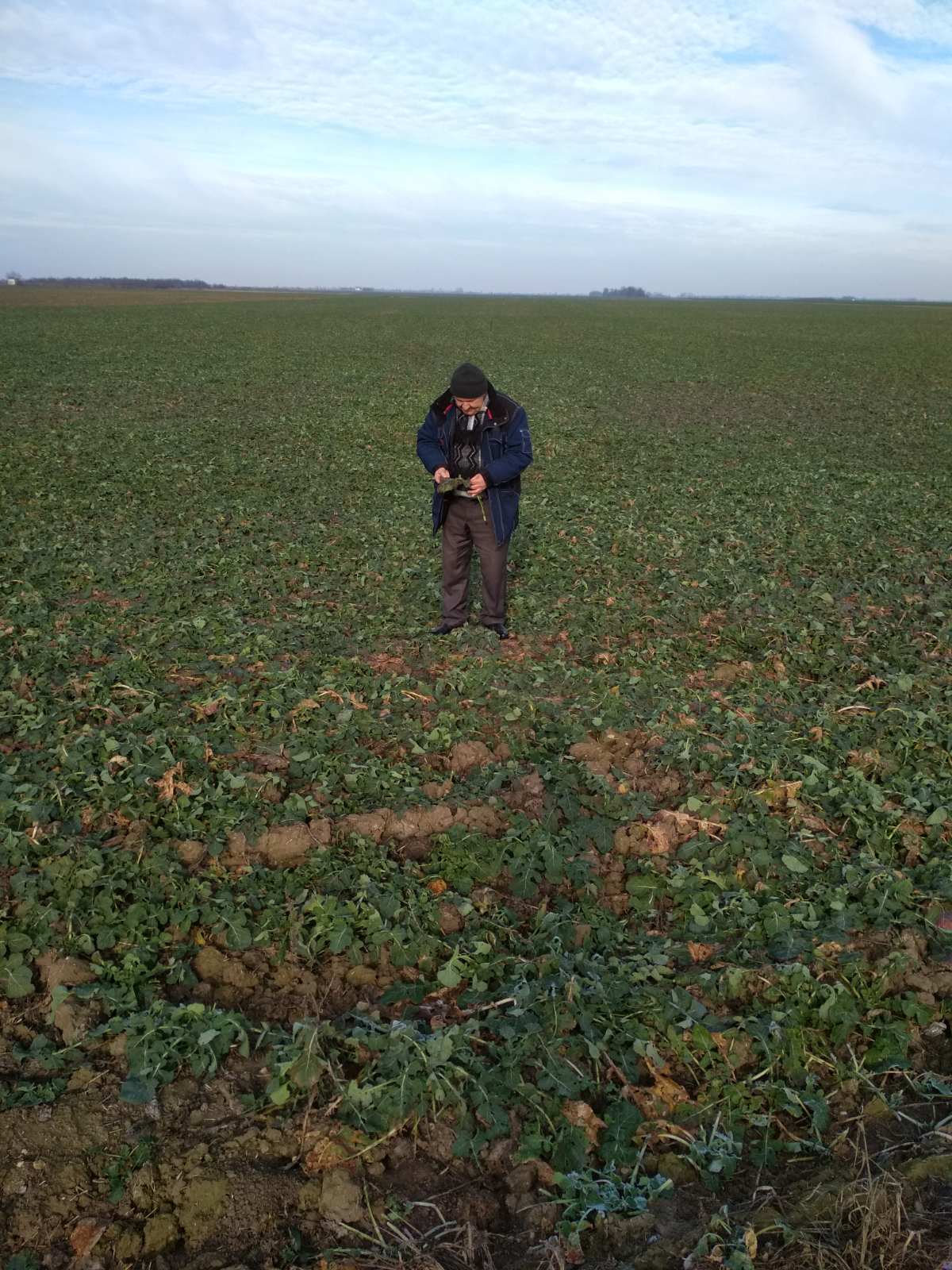 Заходи боротьби з мишоподібними гризунами