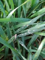 Хвороби озимих культур взимку 2020 року