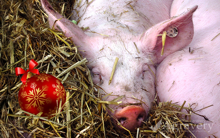 Планові інспектування свиногосподарств Скадовського району
