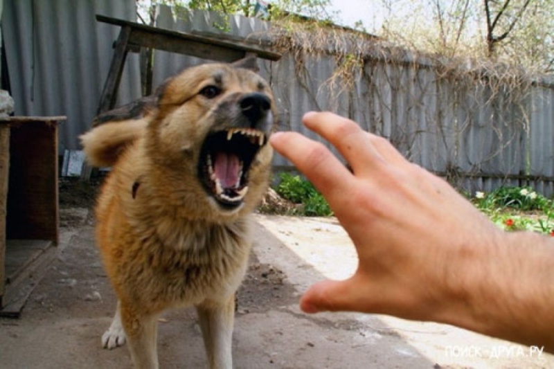 У Новотроїцькому районі проводять профілактику сказу