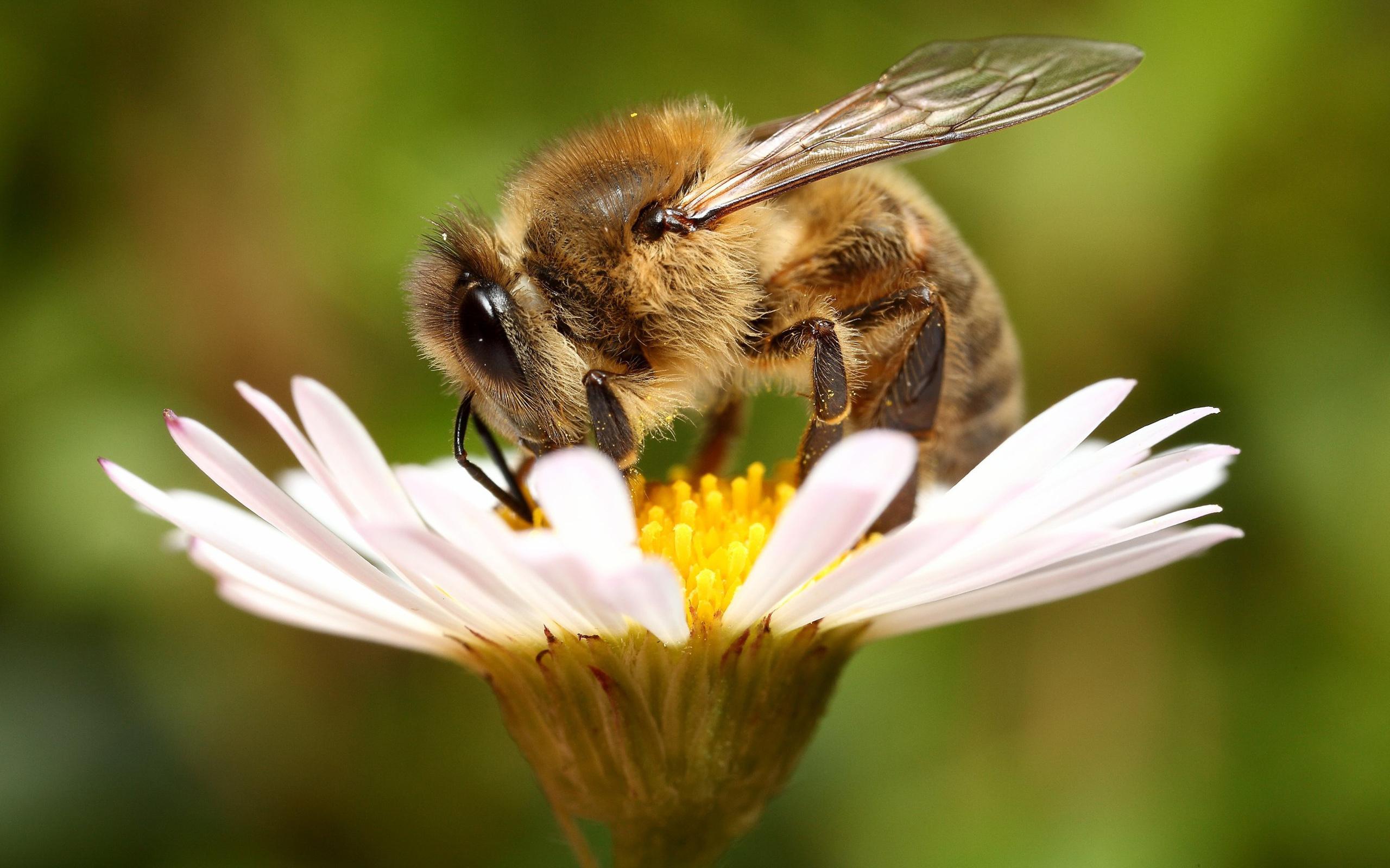 Профілактика отруєння бджіл на постійному контролі Держпродспоживслужби