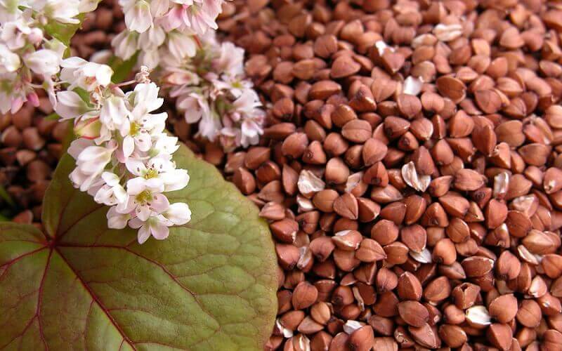 Нішеві культури: гречка їстівна