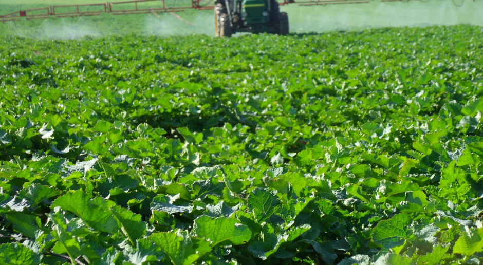 Захистимо врожай ріпаку