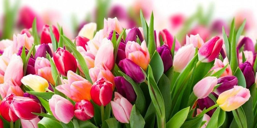 Привітання начальника Головного управління Держпродспоживслужби в Херсонській області Сергія Шевченка з Міжнародним жіночим днем