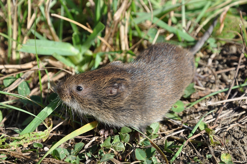 Фітосанітарний моніторинг та заходи боротьби з мишоподібними гризунами