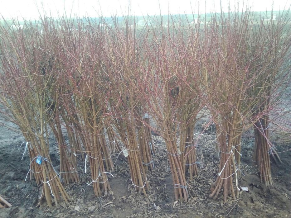 Ввезення насіння та садивного матеріалу  для забезпечення експертизи заявки на сорт рослин для внесення до Державного реєстру сортів