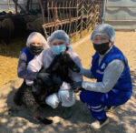 У Каланчацькій ОТГ проводять щеплення овець