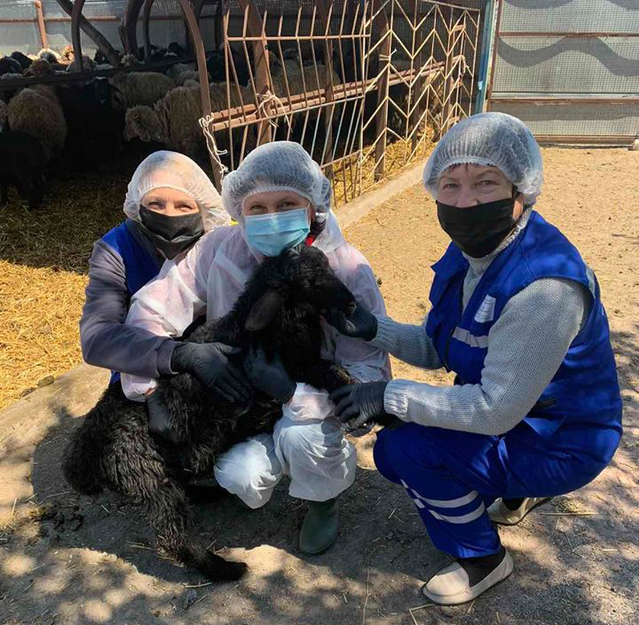 У Каланчацькій ОТГ проводять щеплення овець