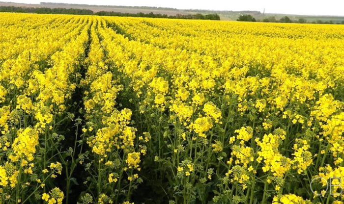 Проведення захисних заходів при вирощуванні сільськогосподарських культур врожаю 2020 року