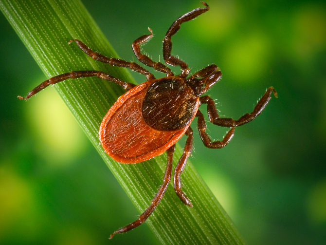 Демодекоз: як розпізнати та лікувати