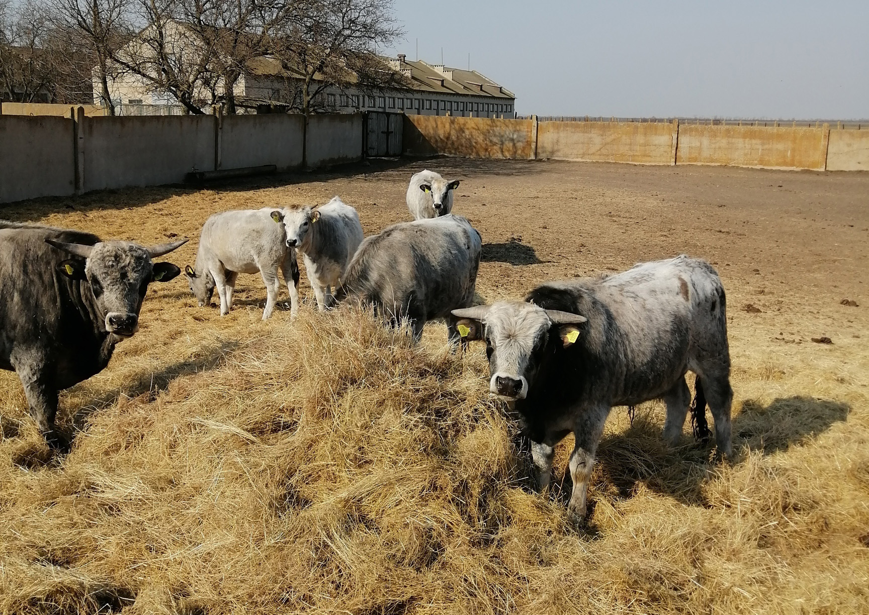 Чаплинські ветеринари проводять карантинування тварин