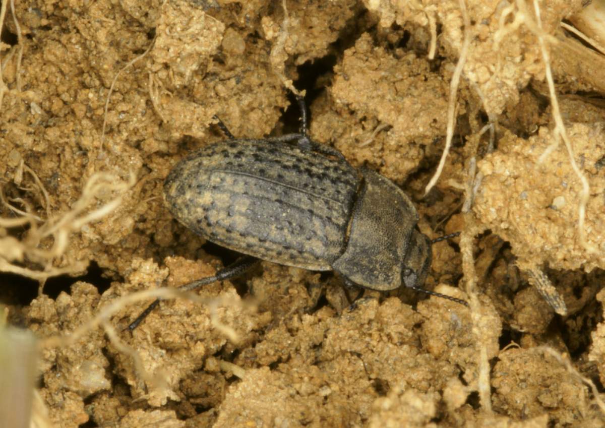 УВАГА: небезпечний багатоїдний шкідник піщаний мідляк