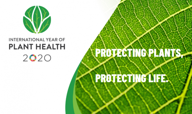Міжнародний рік здоров’я рослин 2020