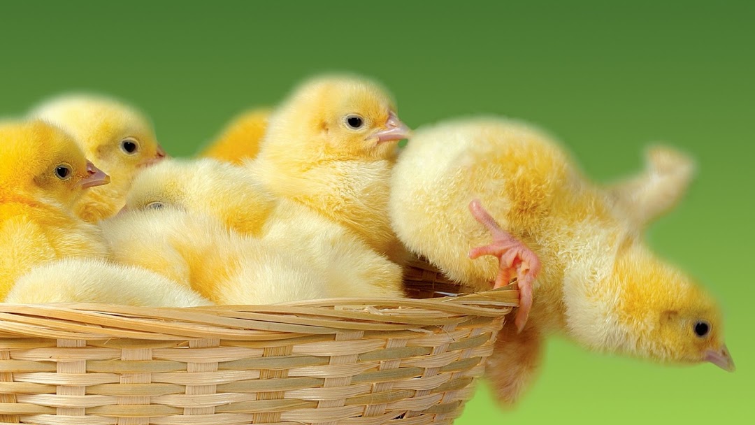 Уряд дозволив продаж добового молодняка свійської птиці