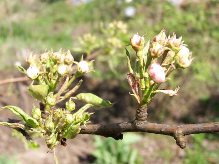Захист зерняткових садів після цвітіння від шкідників та хвороб