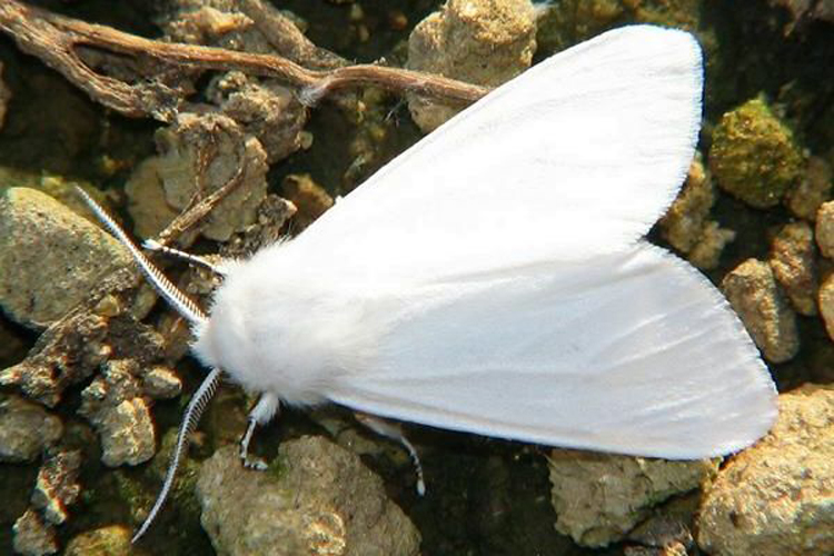 Американський білий метелик на Херсонщині