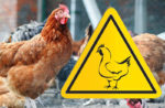 На території області вірусу пташиного грипу не виявлено