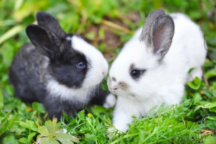 Пастерельоз кролів: симптоми та лікування