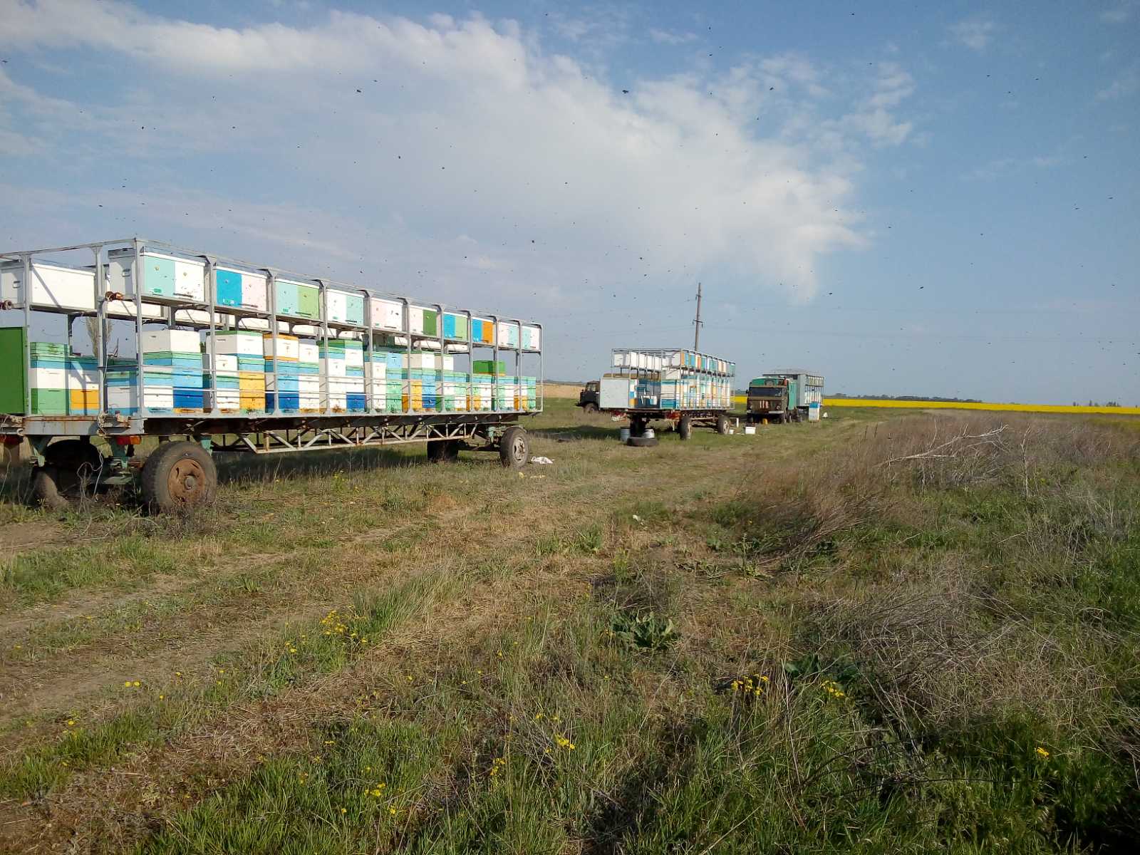 Як обрати пестициди малонебезпечні для бджіл