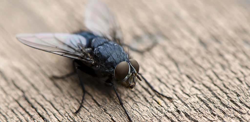 Боротьба з мухами в тваринництві