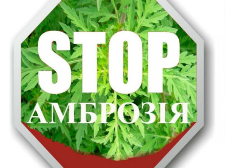 У Горностаївській ОТГ затвердили програму боротьби з амброзією