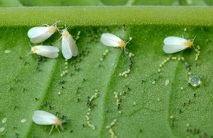 Теплична білокрилка