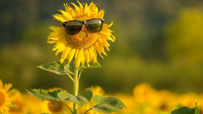 Поради від Держпродспоживслужби: як пережити спеку