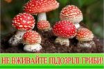 Будьте обережні: отруєння грибами