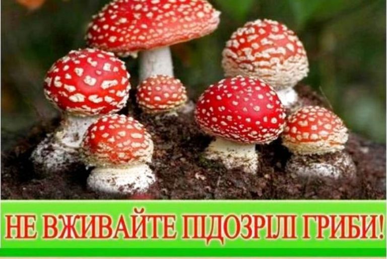 Будьте обережні: отруєння грибами