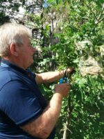 У 9 районах Херсонщини виявили американського білого метелика