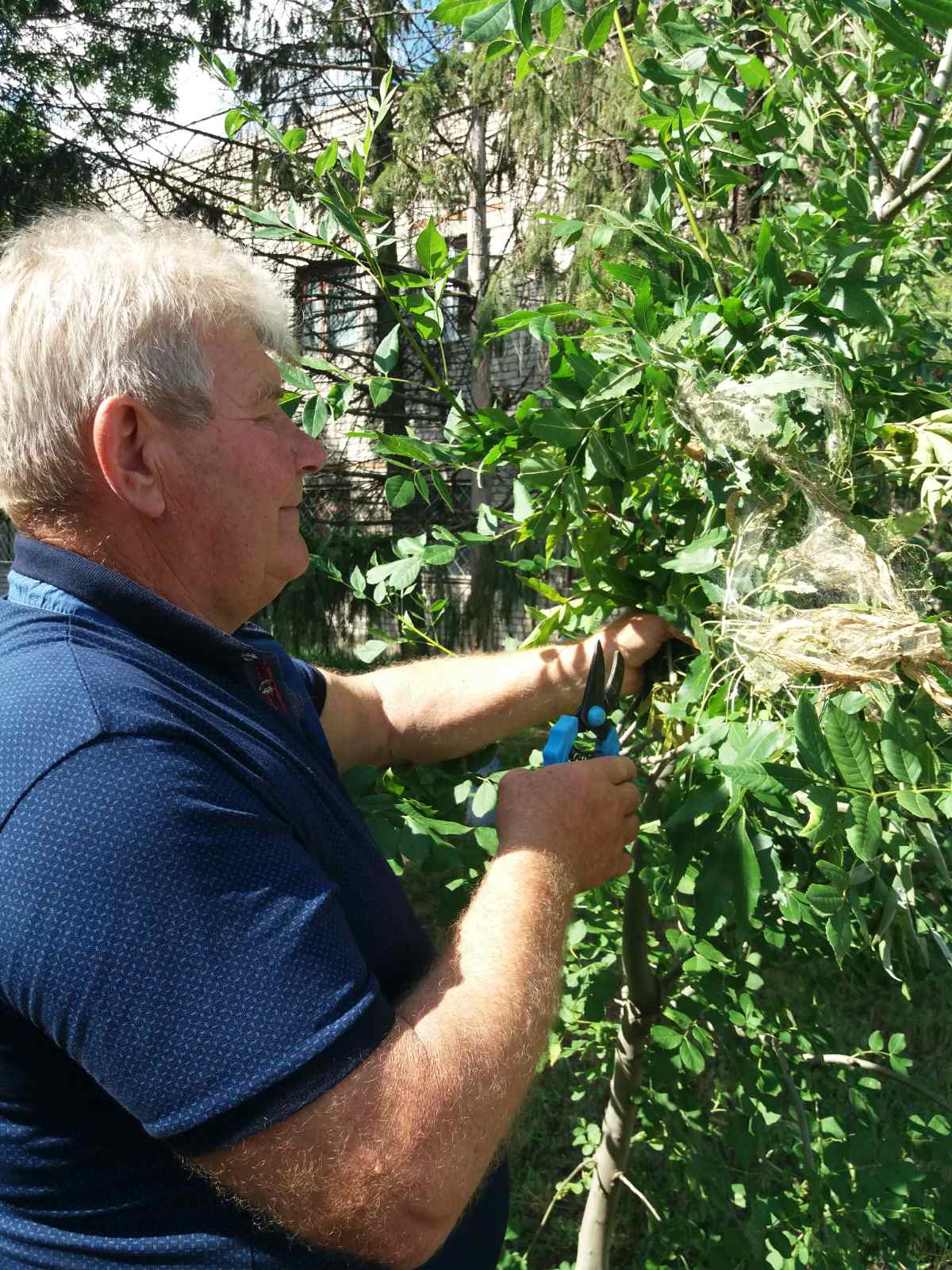 У 9 районах Херсонщини виявили американського білого метелика