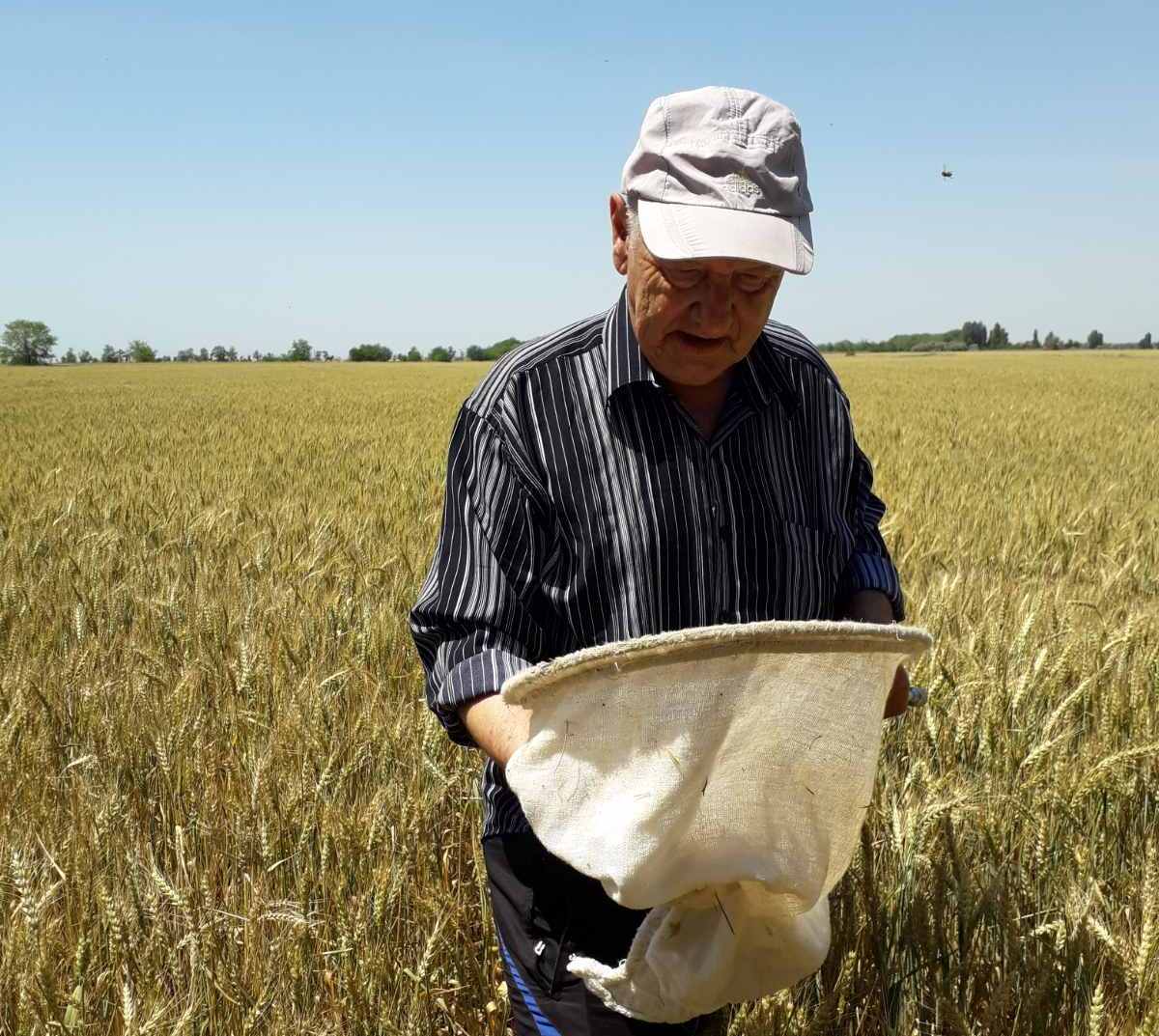 Триває моніторинг фітосанітарного стану посівів у Скадовському районі