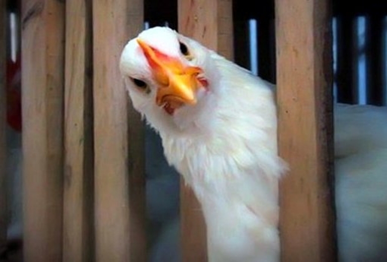 Методи профілактики пташиного грипу